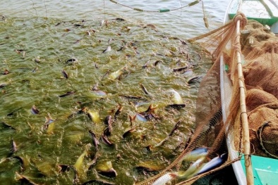 TCVN 13915-1:2023 về các phép đo sinh lý và sinh hóa trên cá